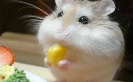 娱乐吃瓜酱鼠鼠头像,揭秘“娱乐吃瓜酱鼠鼠”头像背后的故事与魅力