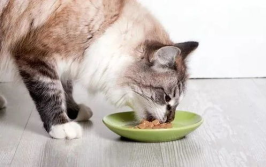 娱乐吃瓜菌猫猫,菌猫猫的豪门奇遇记