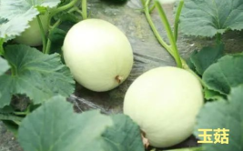 娱乐吃瓜酱玉,揭秘娱乐圈背后的故事与真相